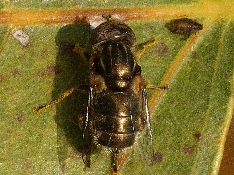 Eristalinus cfr. aeneus (Syrphidae)